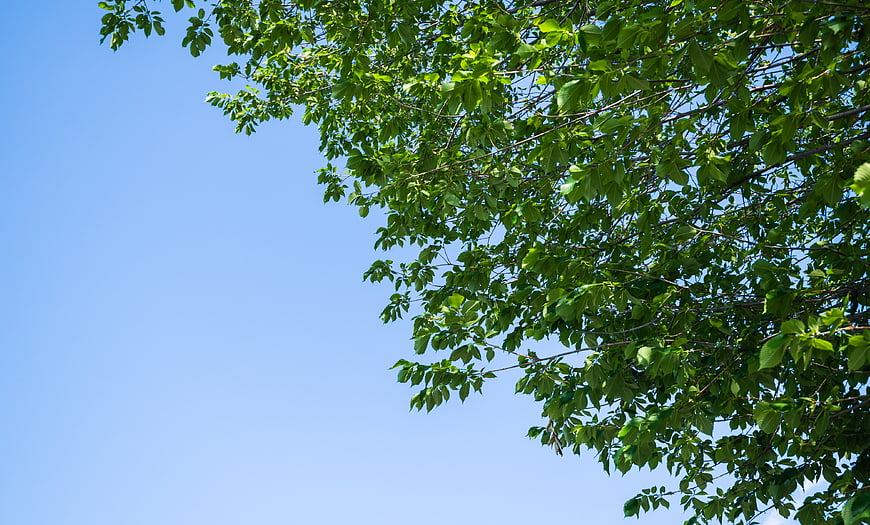 Green Tree Branches Against Blue Sky with Copy Space