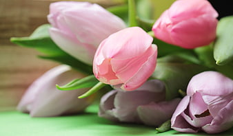 Pink and purple tulips on green background