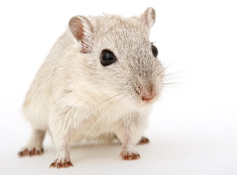 Cute White Gerbil Isolated on White Background