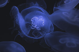 Glowing Blue Moon Jellyfish Floating in Dark Water
