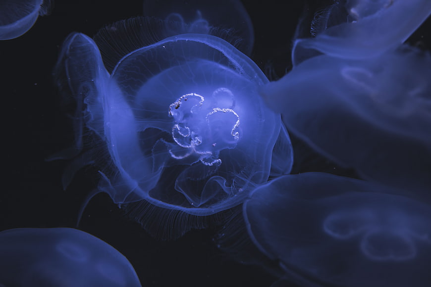 Glowing Blue Moon Jellyfish Floating in Dark Water