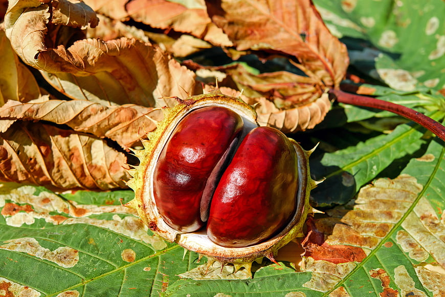 Close-up of shiny red horse chestnuts in spiky husk on autumn leaves