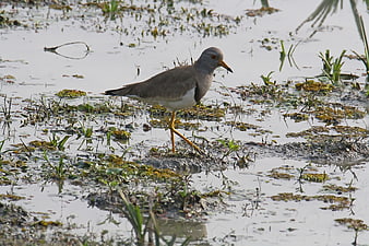White-tailed Lapwing Walking in Shallow Wetland Water