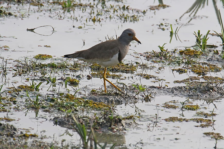 White-tailed Lapwing Walking in Shallow Wetland Water