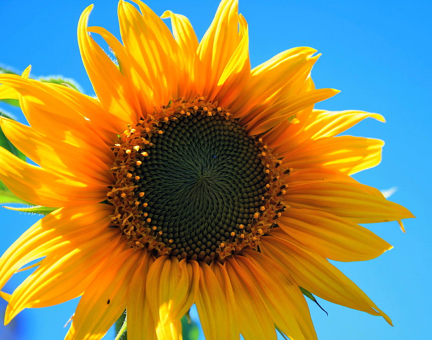 Vibrant Yellow Sunflower Close-Up Against Clear Blue Sky