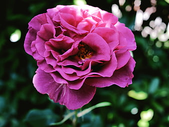 Close-up of vibrant pink rose with blurred green background
