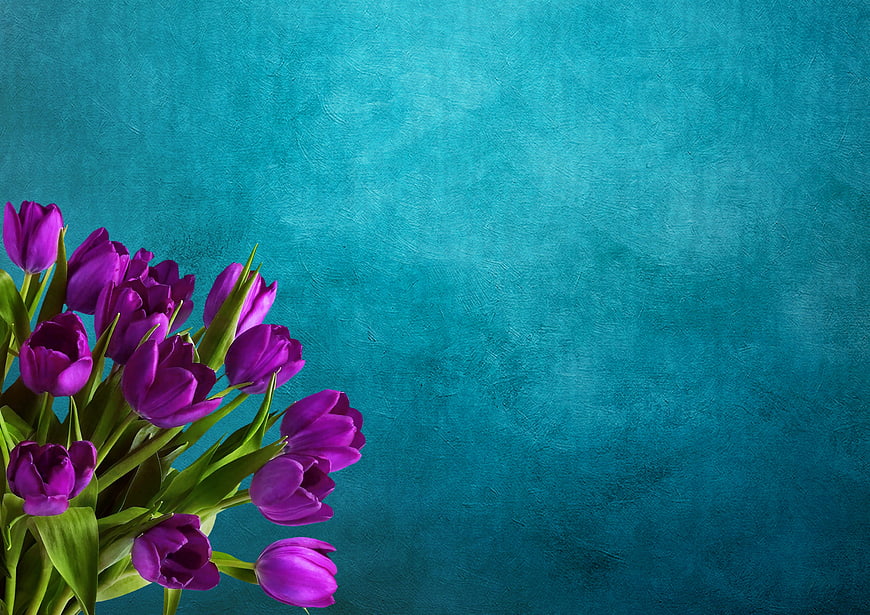 Purple Tulips on Textured Teal Background with Copy Space