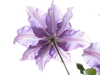 Purple clematis flower isolated on white background