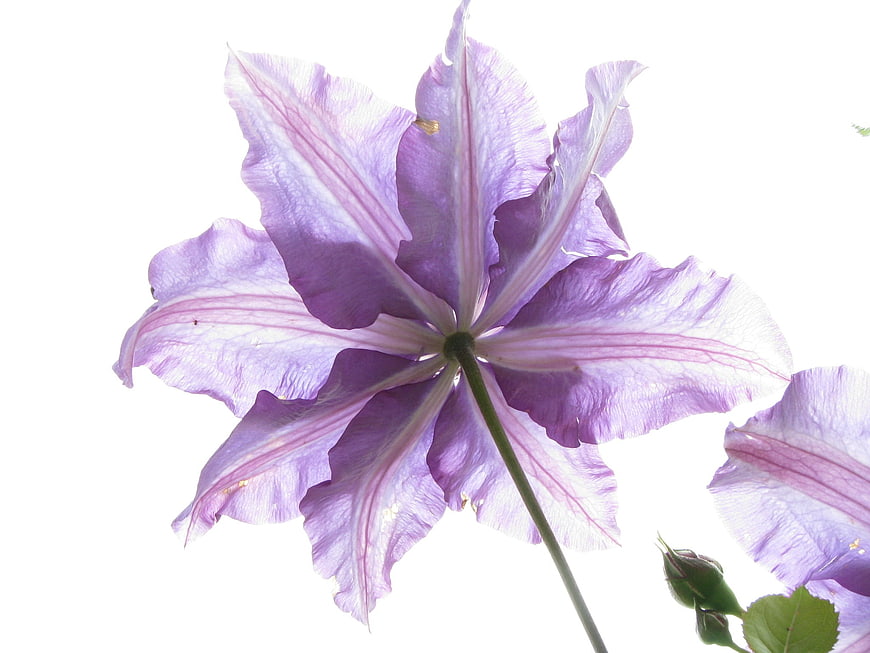 Purple clematis flower isolated on white background