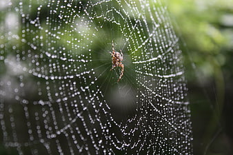 Spider in Dew-Covered Web with Bokeh Background