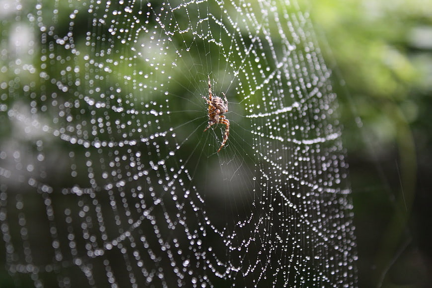 Spider in Dew-Covered Web with Bokeh Background