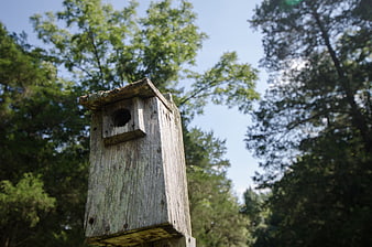 Weathered wooden birdhouse in a forest setting