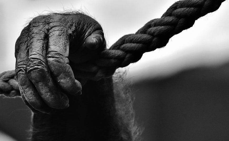 Close-up of a primate hand gripping a thick rope in black and white