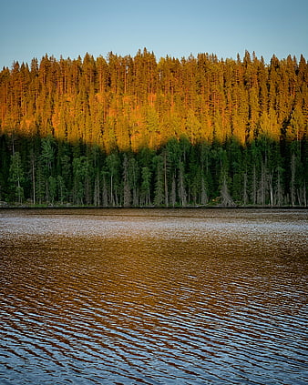 Golden sunlight illuminates forested hillside above calm lake
