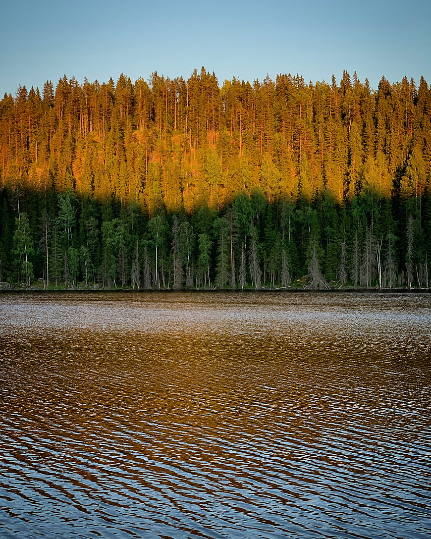 Golden sunlight illuminates forested hillside above calm lake