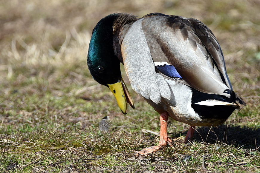 Male Mallard Duck Preening Feathers on Grass