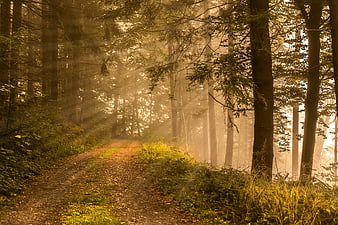 Misty Forest Path With Golden Sunbeams And Autumn Foliage