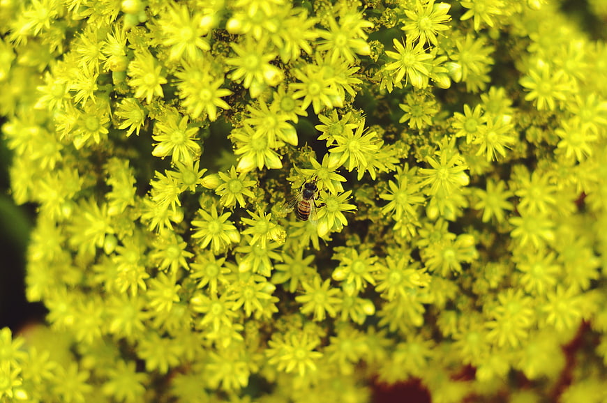 Honeybee Pollinating Bright Yellow Sedum Flowers