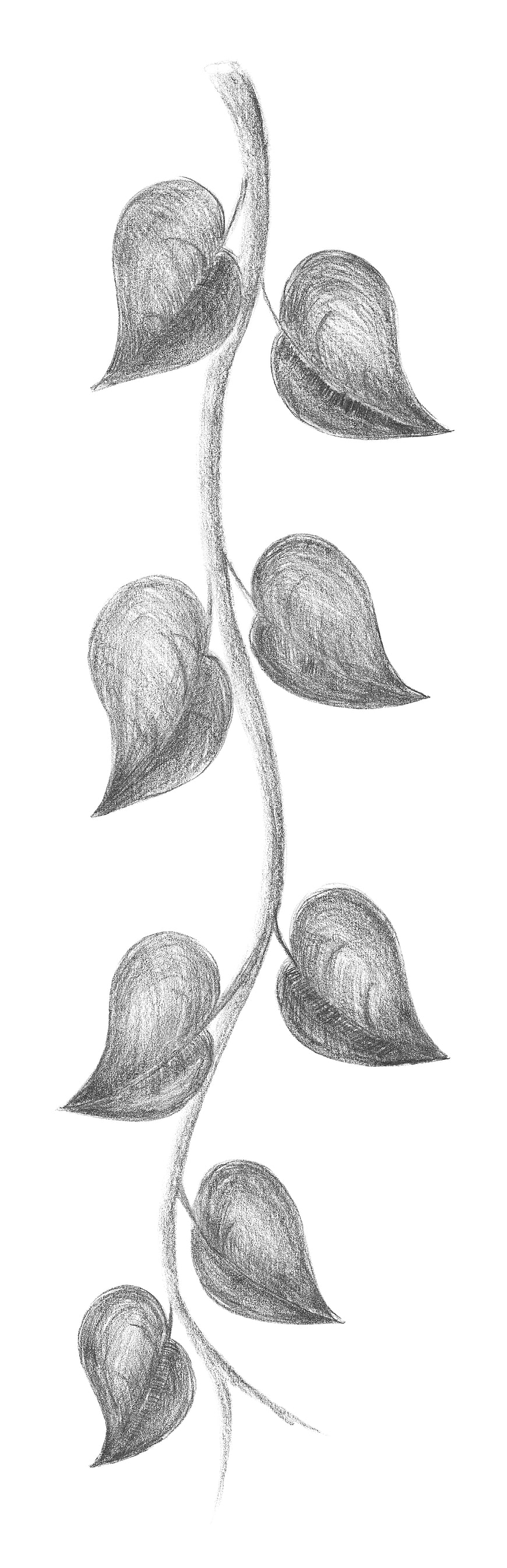 Pencil sketch of a climbing plant vine with leaves