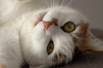 Close-up of a white and orange cat lying upside down