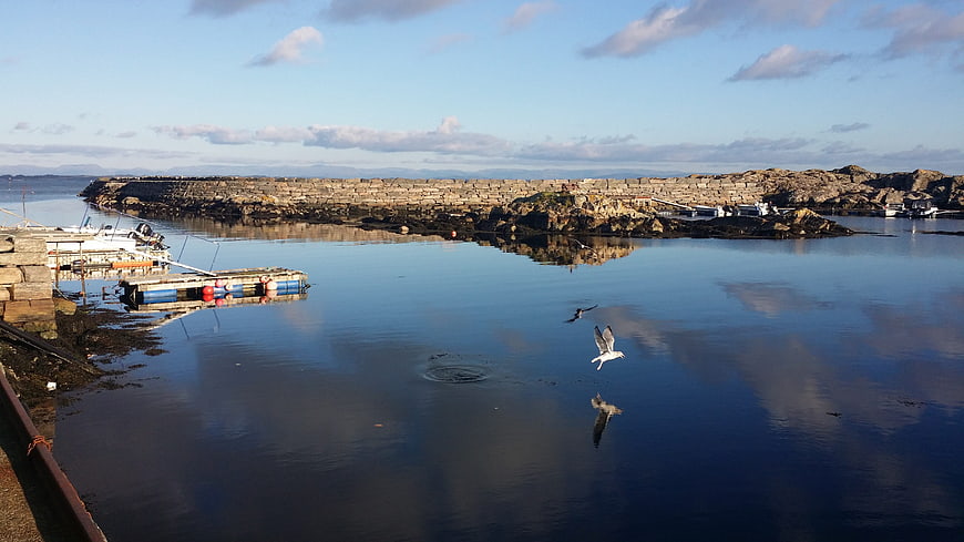 Seagull Flying Over Calm Harbor Water with Stone Breakwater