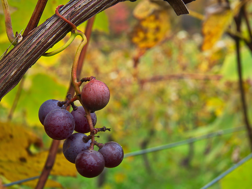 Close-up of ripe red grapes on a vine in autumn