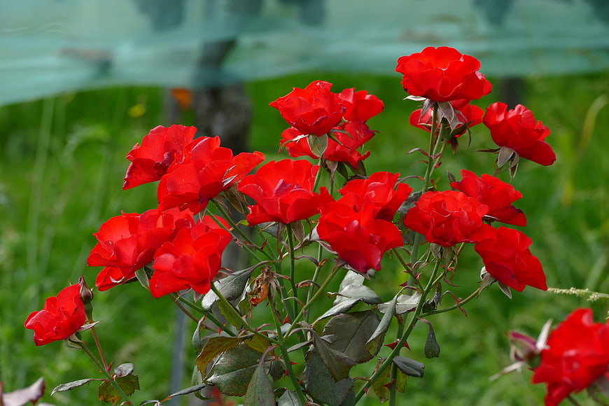 Vibrant Red Roses in a Garden with Green Background