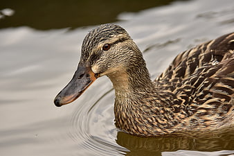 Close-up of a female mallard duck swimming in water