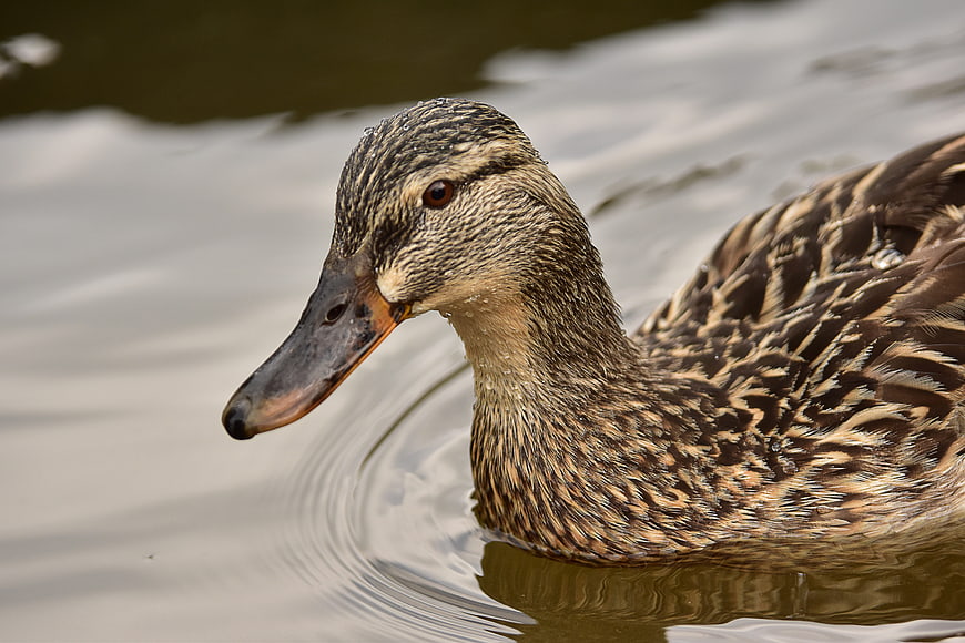 Close-up of a female mallard duck swimming in water