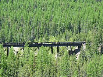 Freight train crossing trestle bridge in green pine forest