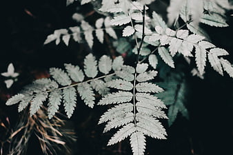 Close-up of pale fern leaves against dark forest background