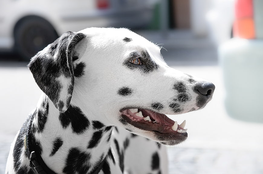 Close-up Portrait of a Dalmatian Dog Outdoors