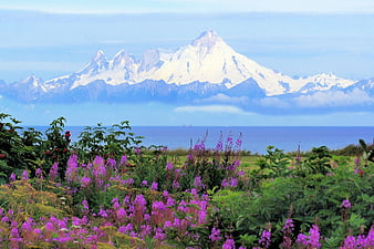 Fireweed flowers blooming in front of Mount Iliamna and Cook Inlet