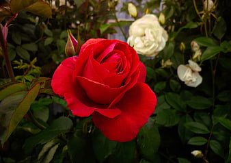 Vibrant Red Rose in Bloom with White Background