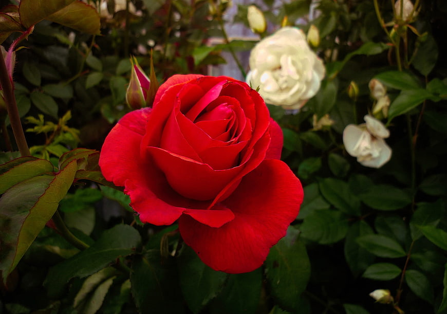 Vibrant Red Rose in Bloom with White Background