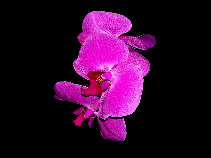 Vibrant Purple Orchid on Black Background