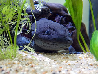 Melanotic Black Axolotl Close-Up in Aquatic Environment