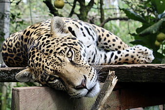 Close-up of a resting jaguar with intense gaze in a natural forest setting