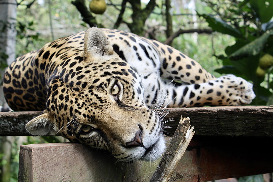 Close-up of a resting jaguar with intense gaze in a natural forest setting