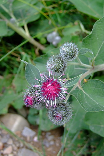 Close-up of vibrant pink burdock flower with spiky green buds