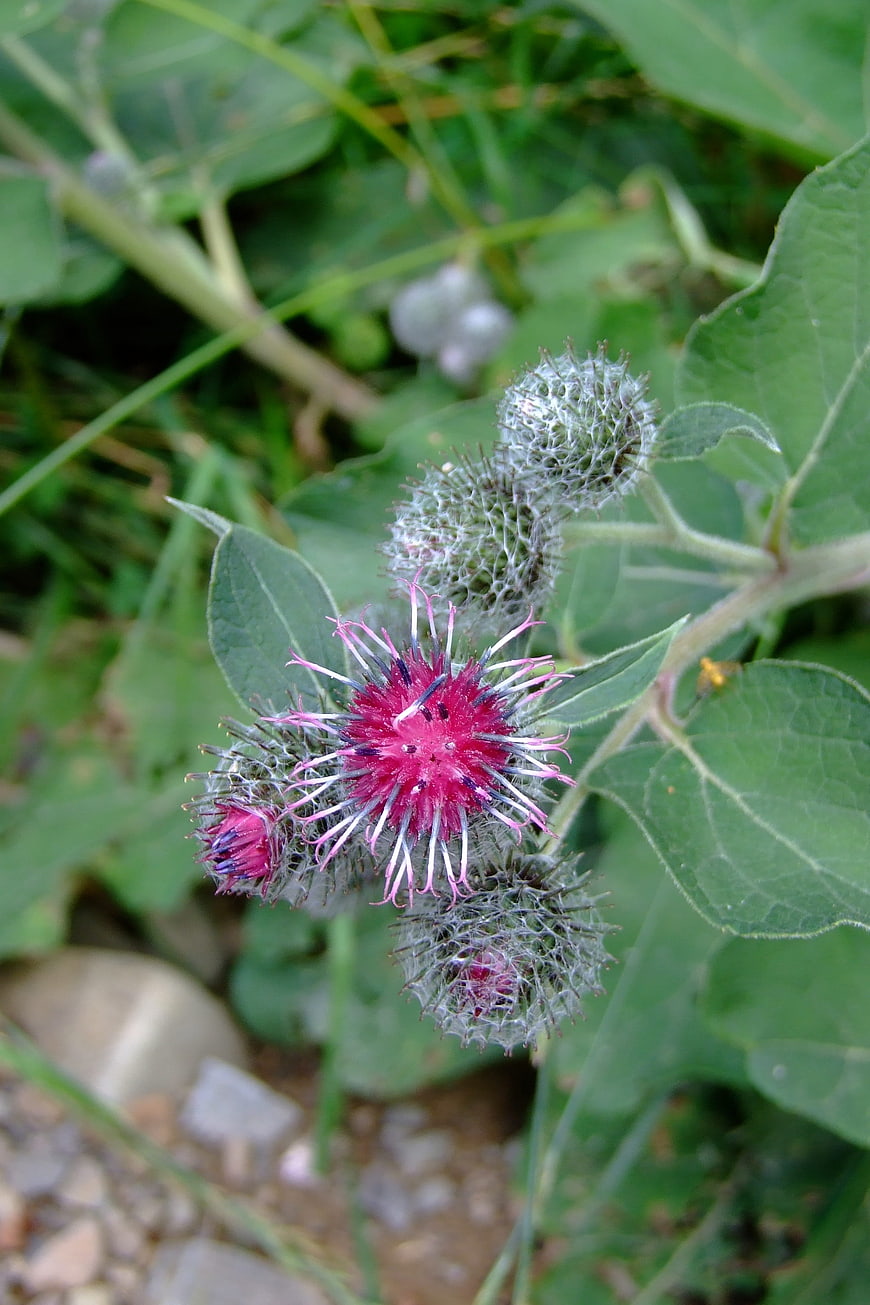Close-up of vibrant pink burdock flower with spiky green buds