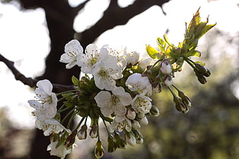 Close-up of white cherry blossoms on a tree branch in spring