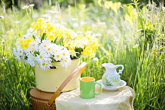 Spring Picnic with Daffodils and Daisies in a Meadow
