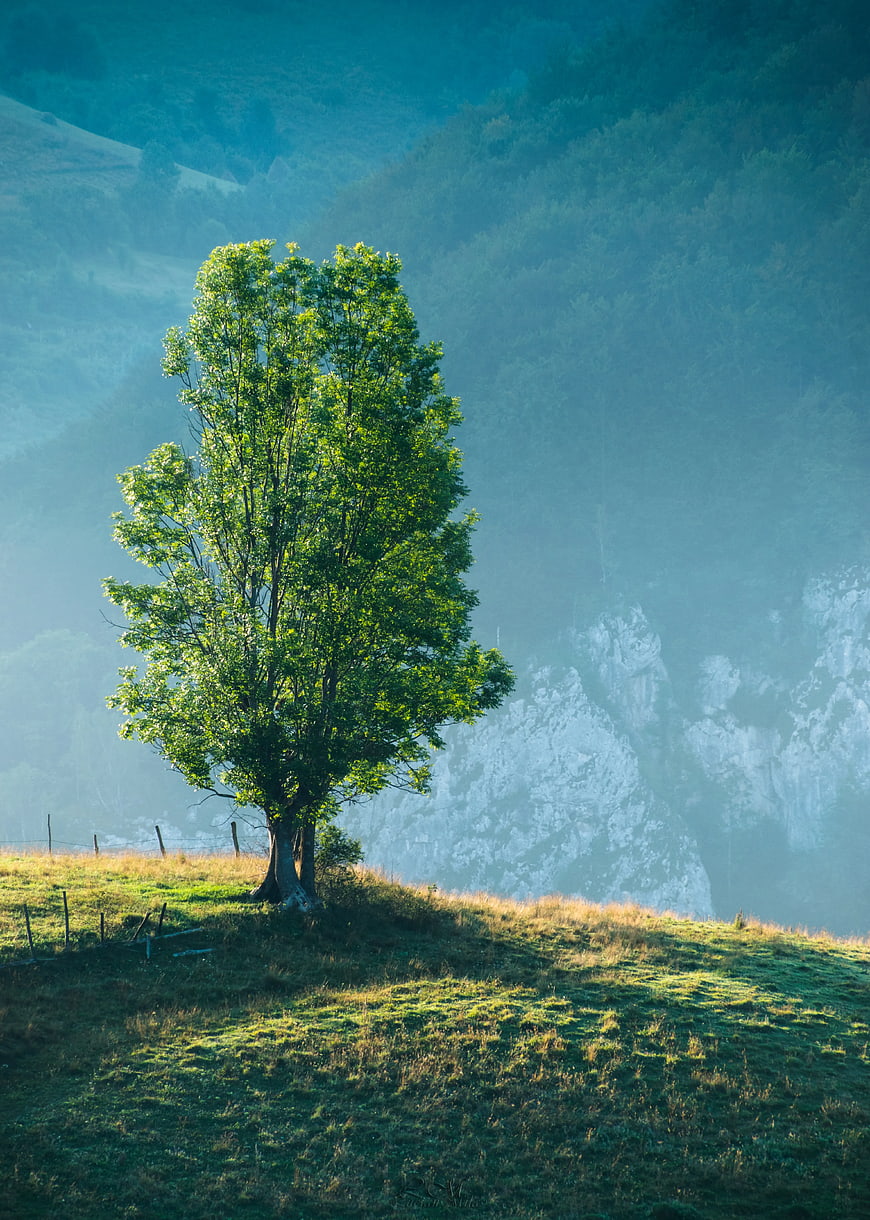 Lone Green Tree on Misty Mountain Hillside