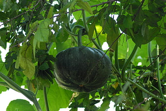 Large Green Pumpkin Hanging from Vine in Garden