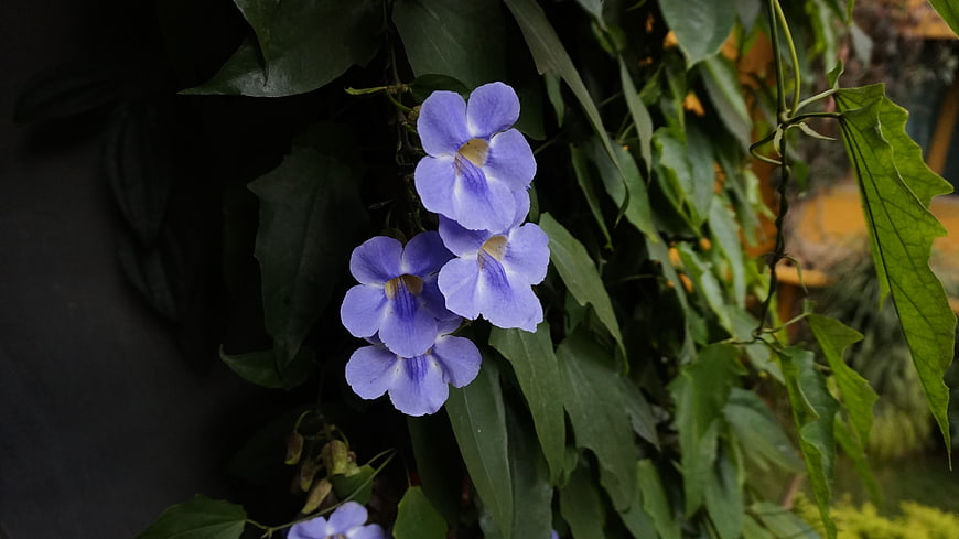 Close-up of purple blue trumpet vine flowers on green leaves