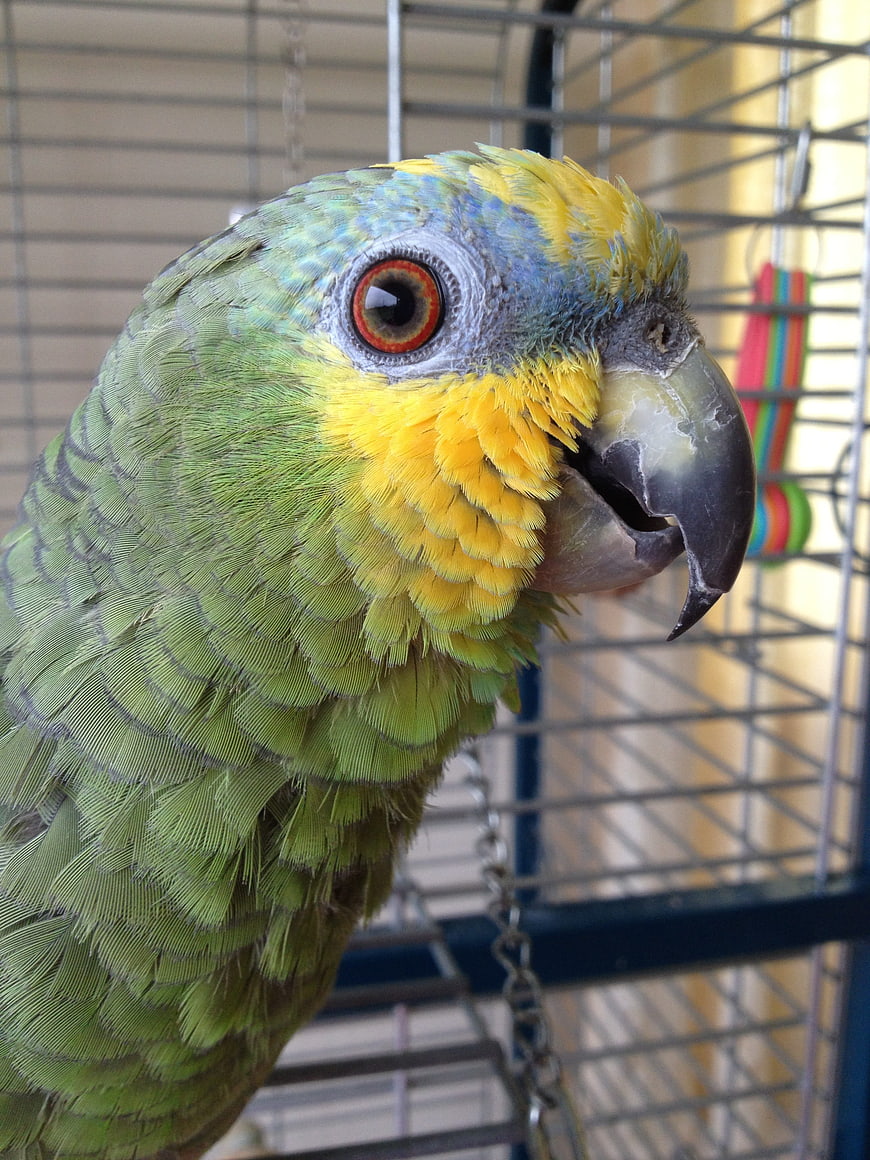 Close-up of a Yellow-crowned Amazon Parrot in a Cage