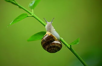 Close-up of a snail climbing a green plant stem