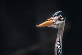 Close-up portrait of a grey heron head against dark background