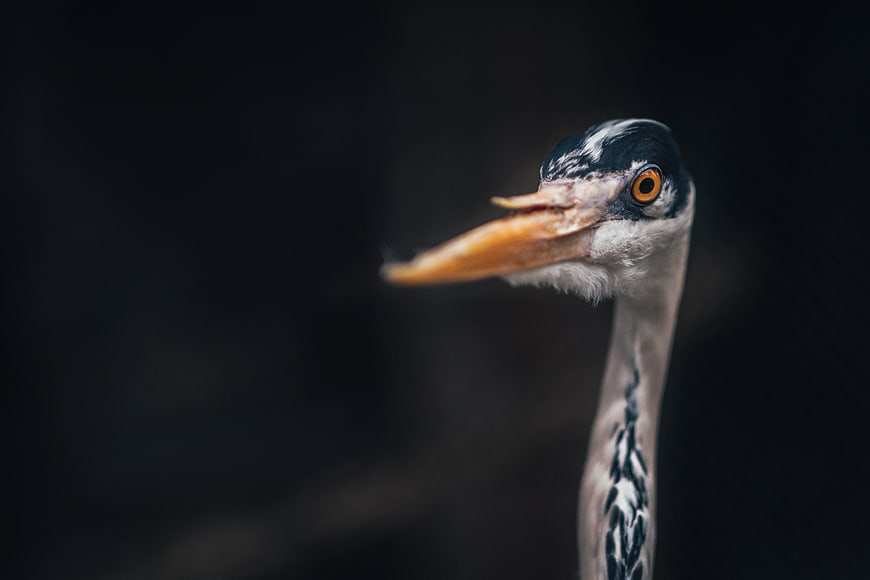 Close-up portrait of a grey heron head against dark background